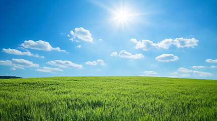 wheat field with blue sky
