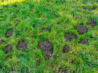 Wühlmäusehaufen auf einer Wiese
