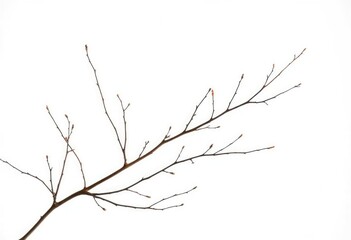 Delicate, bare branches isolated against a pure white backdrop, graphic, forest