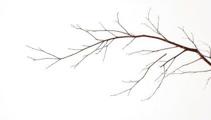 Delicate, bare branches isolated against a pure white backdrop, environment, pure