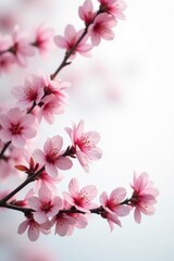 Obraz premium Delicate cherry blossom branches on white background, flowers, tree