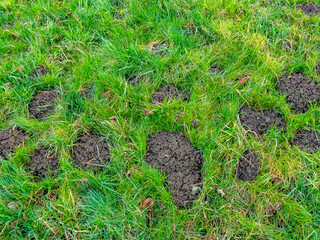 Wühlmäusehaufen auf einer Wiese
