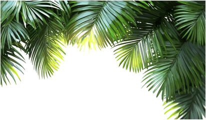 Fototapeta premium Vector hawaii palm leaves, realistic tropical leaves, transparent background, copy space, nature leaves, exotic palms, beach leaves, summer vibe, tropical decoration