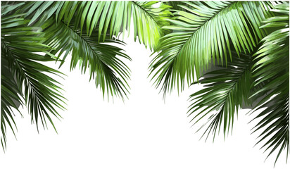 Realistic hawaii palm leaves, vector png, transparent background, tropical palm leaves, copy space, summer decoration, beach themed, nature vector, exotic palm tree leaves