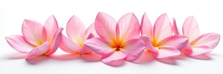 Fototapeta premium Delicate flower petals unfolding on white background, bloom, isolation, texture