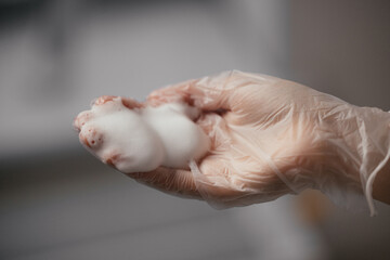 Foam on the doctor's plastic glove. The cosmetologist holds facial foam in their hands.