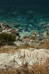 Mer turquoise en fond et végétation