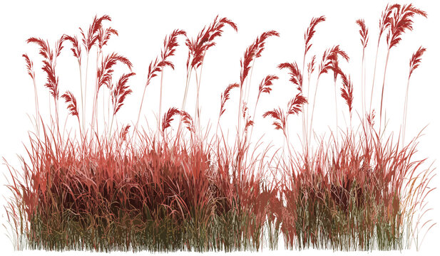 Flora vector design, red grass, meadow illustration, transparent background, PNG, cut-out shapes, nature graphics, meadow illustration, floral design, nature clipart.