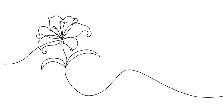 A delicate and artistic one-line drawing of a blooming lily flower with leaves, created in a minimalist black-and-white style on a white background. Lily flower one line icon. Vector illustration