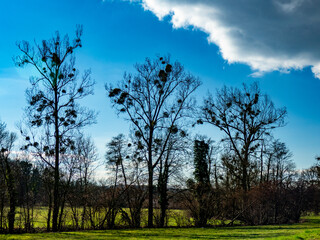 Viele Misteln auf einem Baum
