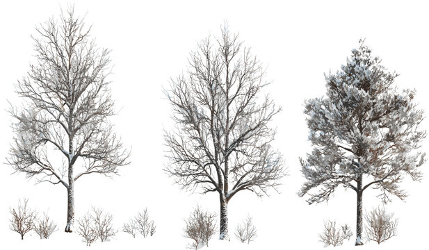Snow-covered trees shapes, seasonal winter trees, snowy nature scene, frosty tree shapes, winter forest, seasonal trees landscape, winter snow, frozen trees, snow-covered landscape.