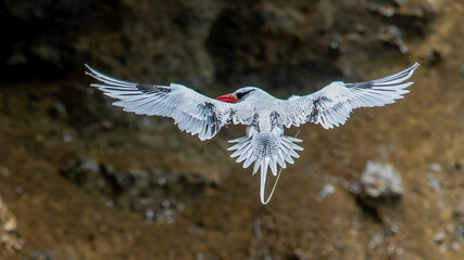 The red-billed tropicbird (Phaethon aethereus) is a tropicbird, one of three closely related species of seabirds, of tropical oceans.