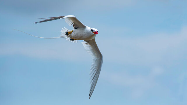 The red-billed tropicbird (Phaethon aethereus) is a tropicbird, one of three closely related species of seabirds, of tropical oceans.