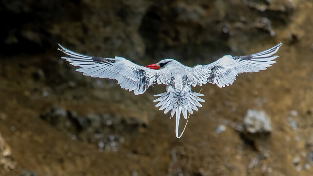 The red-billed tropicbird (Phaethon aethereus) is a tropicbird, one of three closely related species of seabirds, of tropical oceans.