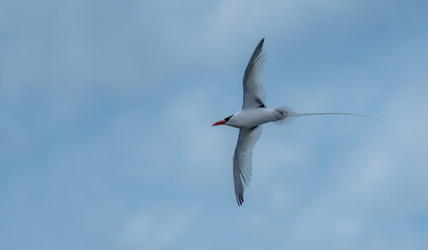 The red-billed tropicbird (Phaethon aethereus) is a tropicbird, one of three closely related species of seabirds, of tropical oceans.