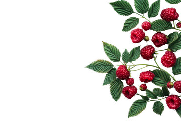 Ripe raspberries with leaves on branch, natural harvest, cut out transparent