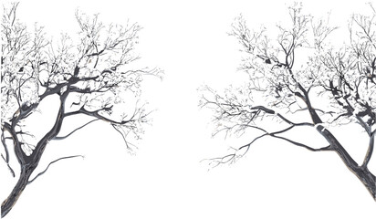 Winter tree branches covered with snow, transparent PNG, vector wintertime design, snowy cut-out tree, seasonal background, frosty nature, snowy forest, winter scene