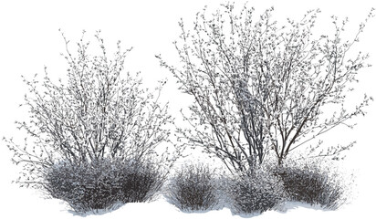 Vector snowy shrubs bush isolated transparent background, PNG winter, cold nature, snow-covered plants, frozen bush, frosty landscape, winter scene, nature background