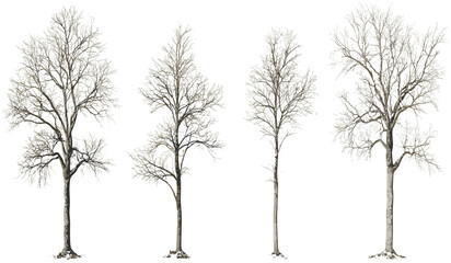 Fototapeta premium Solitary trees without foliage, cutout vector illustrations, transparent backgrounds, PNG, bare tree silhouettes, nature designs, minimalist tree collection, isolated nature