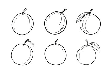 Sapodilla – Manilkara zapota line art vector illustration