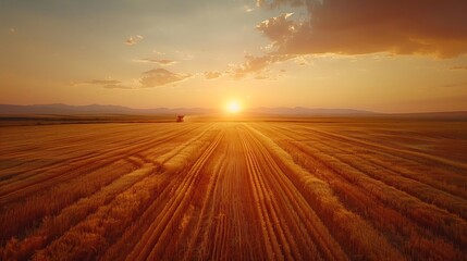 Obraz premium Vast wheat farm in the United States with modern combine harvesters working in sync under a golden sunset showcasing large scale commercial agriculture for global food markets