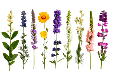 Variety of colorful flowers on a black background, cut out transparent