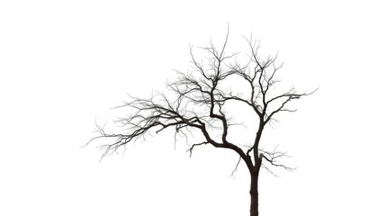 Fototapeta premium Lone deciduous tree, stark branches against pure white backdrop, image, branches