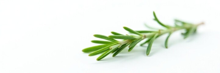 Obraz premium Small sprig of fresh rosemary on white background, foliage, fragrant