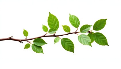 Twisted branch with leaves isolated on white background, foliage, foliage