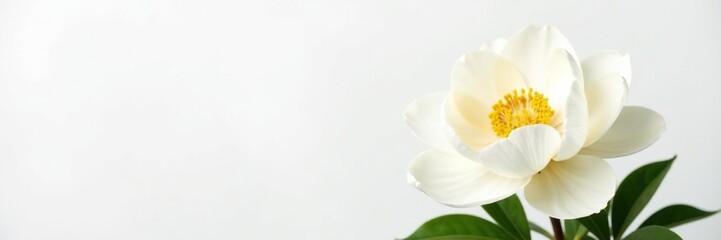 Fototapeta premium White peony flower isolated on white background, lush, full, blooming