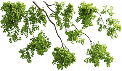Vector leaves top composition, tree branches isolated, transparent PNG foliage, nature leaves, eco-friendly vector, green leaves isolated, tree elements, transparent foliage