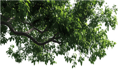 Vector tree branches, tall leaves, transparent background, nature layout, green foliage, spring branches, eco design, nature elements, fresh leaves, summer vector.