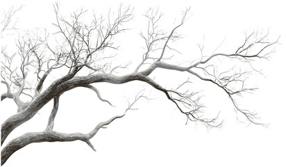 Vector tree branches png, transparent winter background, tree branches isolated, snow branches, frosty tree, winter vector illustration, cold weather branches, winter nature elements