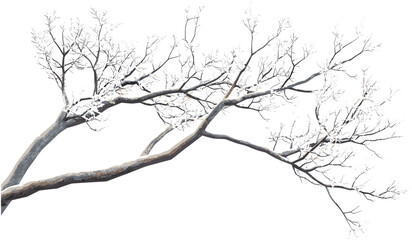 Winter tree branches png, transparent background, vector tree branches, snow-covered branches, winter branches isolated, vector snow, tree silhouette, frosty branches, winter foliage