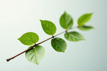 Obraz premium Single isolated branch on white background with subtle texture, clean,