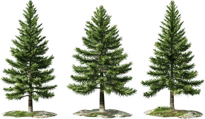 Pine woods vector set, trees illustrations, PNG, transparent background, nature design, forest landscape, greenery, outdoor graphics, eco-friendly art, tree silhouettes