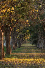 Naklejka premium Caribbean trumpet-tree (Tabebuia aurea) Beautiful flowers of Thailand in the Kasetsart University Kamphaeng Saen campus ,Thailand