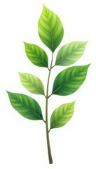 Single isolated branch with leaves on white background, nature, tree