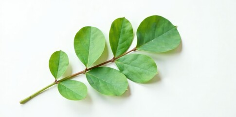 Obraz premium Single isolated eucalyptus leaf branch on white sheet, leaf, clean