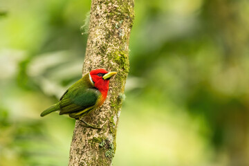 Red-headed barbet (Eubucco bourcierii). Colorful bird clinging to a mossy tree trunk. Tropical forest setting. Vivid plumage contrasts with green surroundings.