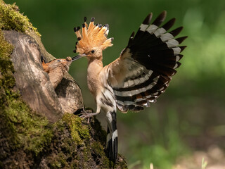 Eurasian hoopoe (Upupa epops). Parent hoopoe stretching wings while offering food to its nestling. Tree trunk setting. Beautiful crest display during feeding. © Petr Šimon
