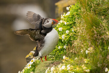 Atlantic Puffin (Fratercula arctica). Puffin stretching its wings on a coastal cliff. Surrounded by lush greenery and delicate white flowers. 