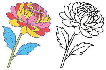 Colorful and Black and White Line Art Chrysanthemum Flower Illustration