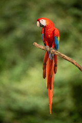 Scarlet Macaw (Ara macao). Perched on a Branch with Tail Flowing Down. Jungle Environment. Majestic and Graceful Pose.
