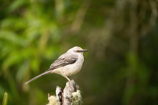 Tropical Mockingbird (Mimus gilvus). Light-Colored Songbird Perched on a Dead Branch. Tropical Woodland. Watchful and Attentive.