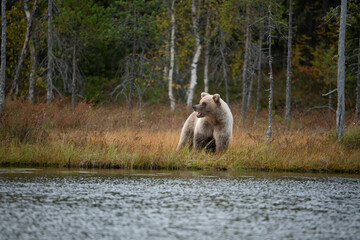 Brown bear (Ursus arctos). A light-colored brown bear walks along the water’s edge, its mouth...