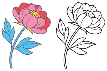 A vibrant peony flower and its outline drawing a beautiful illustration of nature's elegance