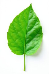 Obraz premium Small green leaf isolated on white background, nature, photography