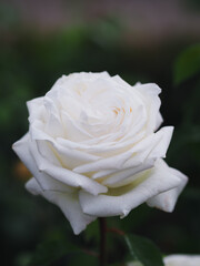 Romantic Meilland rose - Pierre Arditi