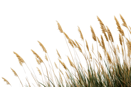 Dry reeds swaying in the wind, isolated on black, cut out transparent